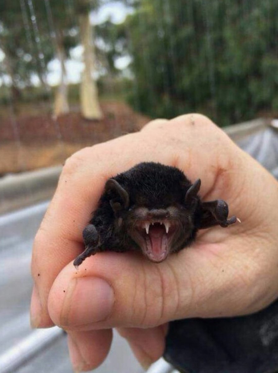 Детёныш летучей мыши