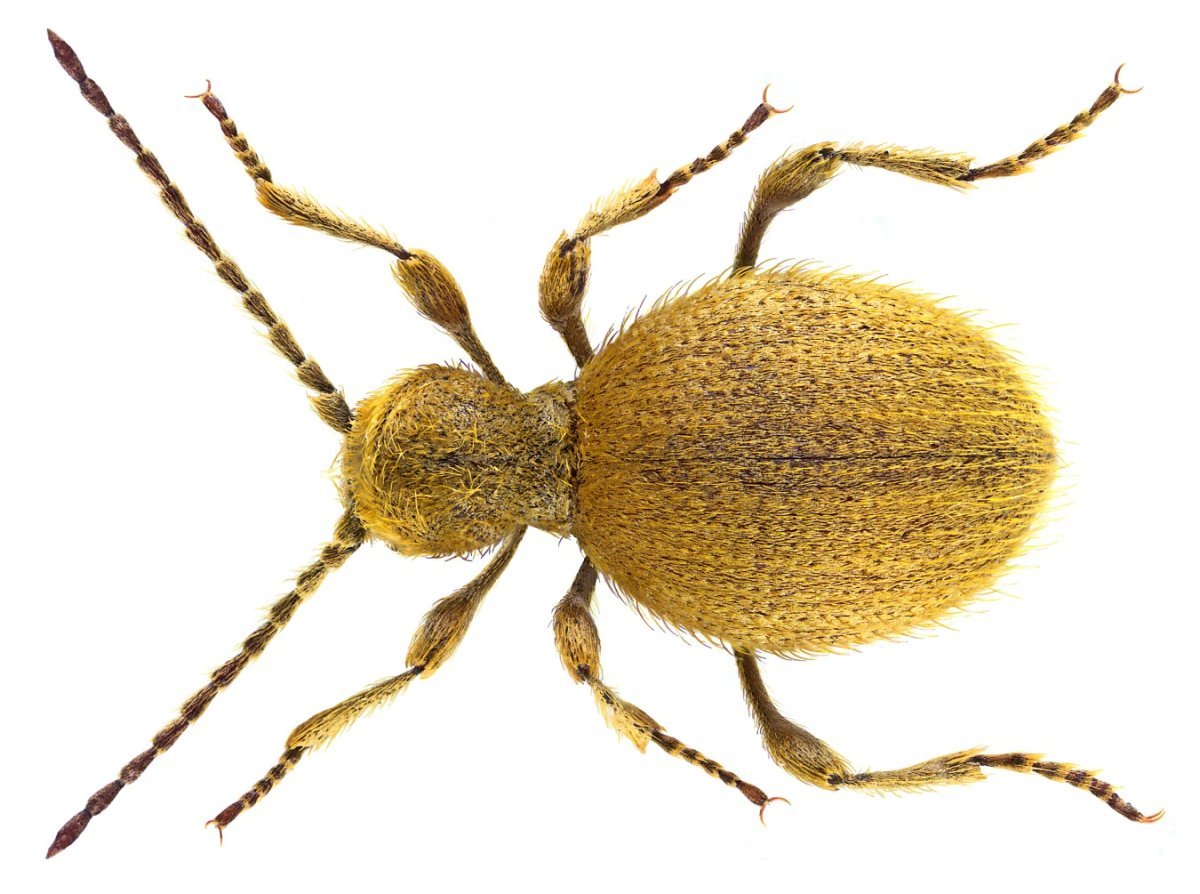 Ernobius abietinus