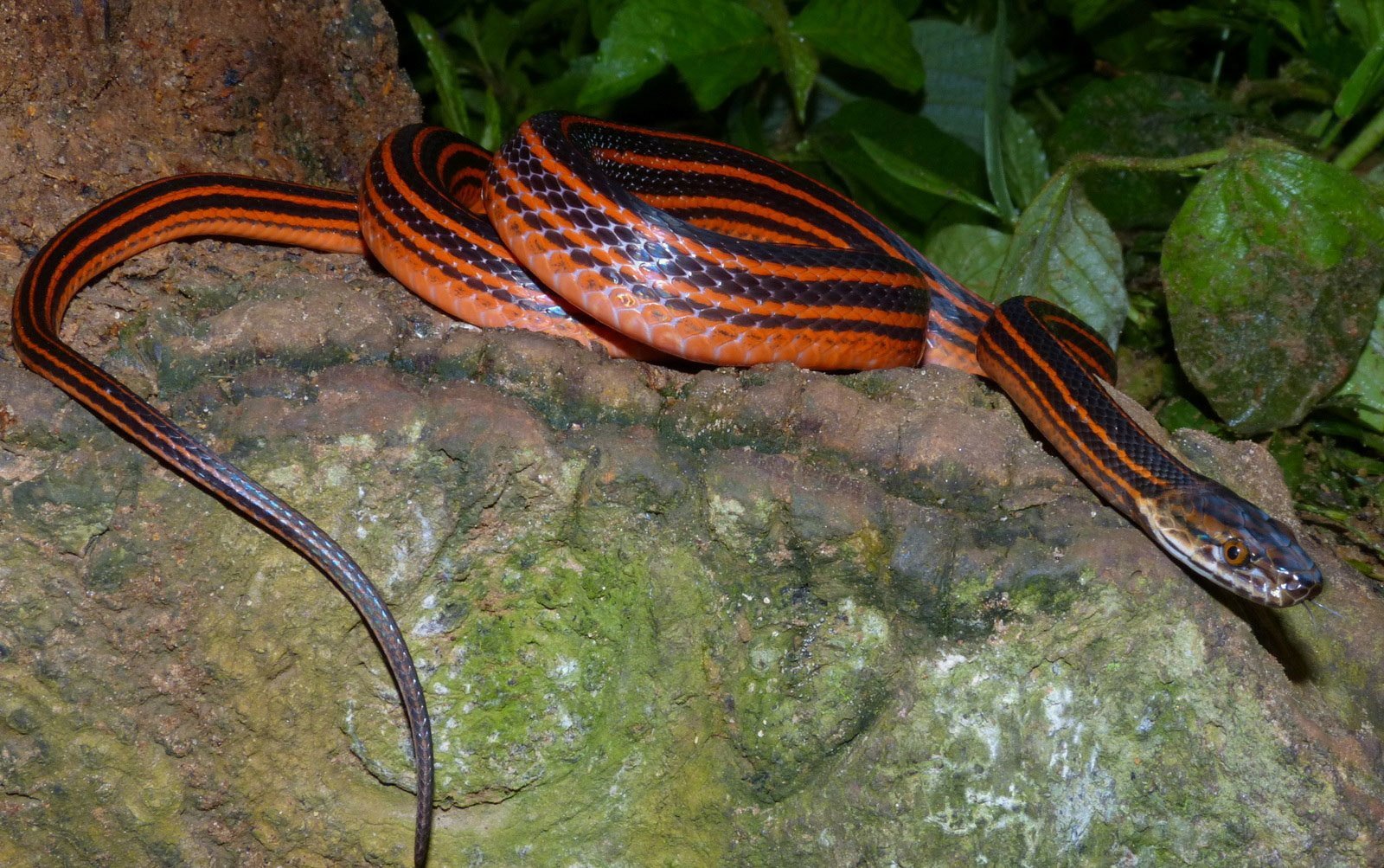 Змеи с полосками на спине. Bothrophthalmus lineatus. Полосатый оранжевый полоз. Полосатая змея. Черно оранжевая змея.