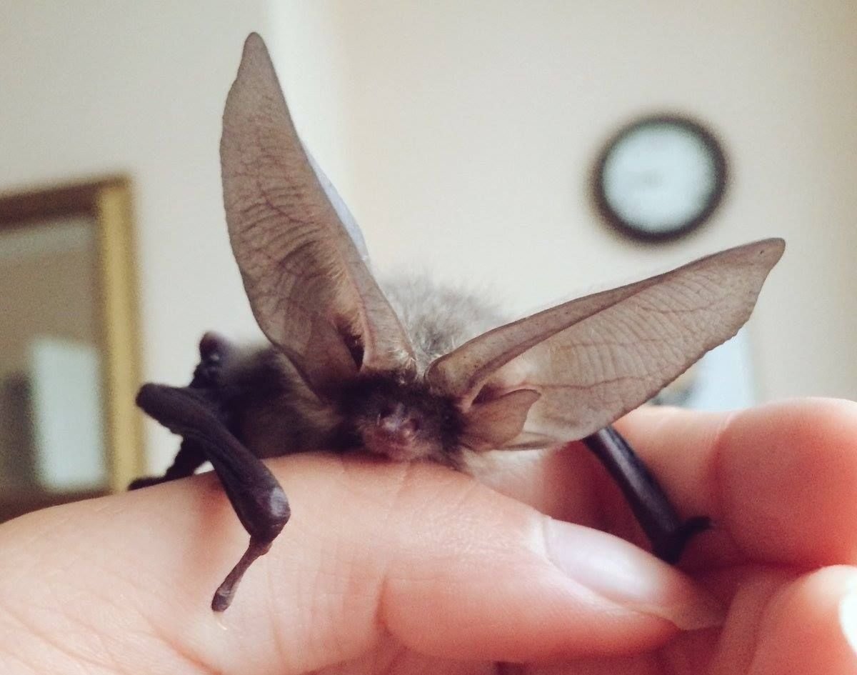 Летучая мышь милая