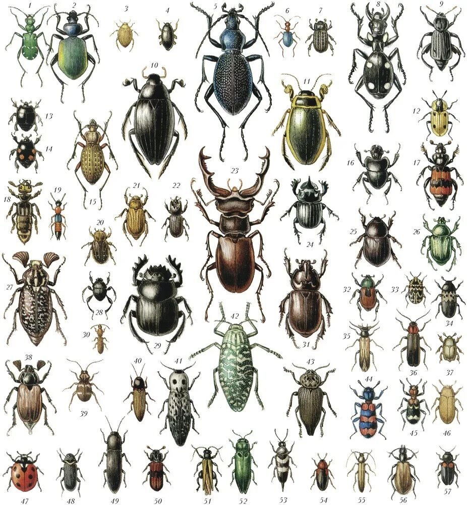 Жук Lamprima adolphinae в