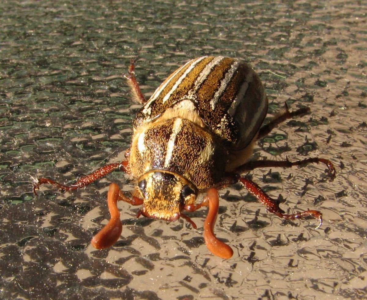 Euchirus longimanus