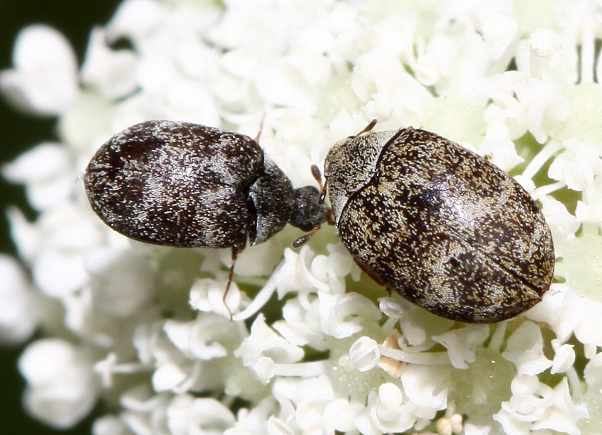 Anthracus consputus