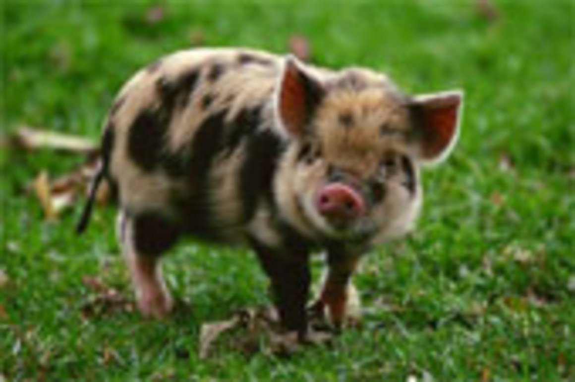 Минипиг пятнистый