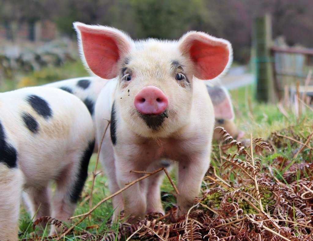 Темворс порода свиней