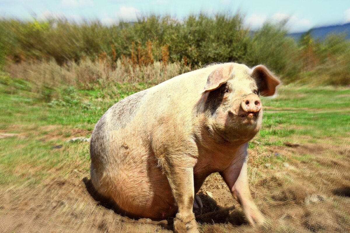 Большой Свин