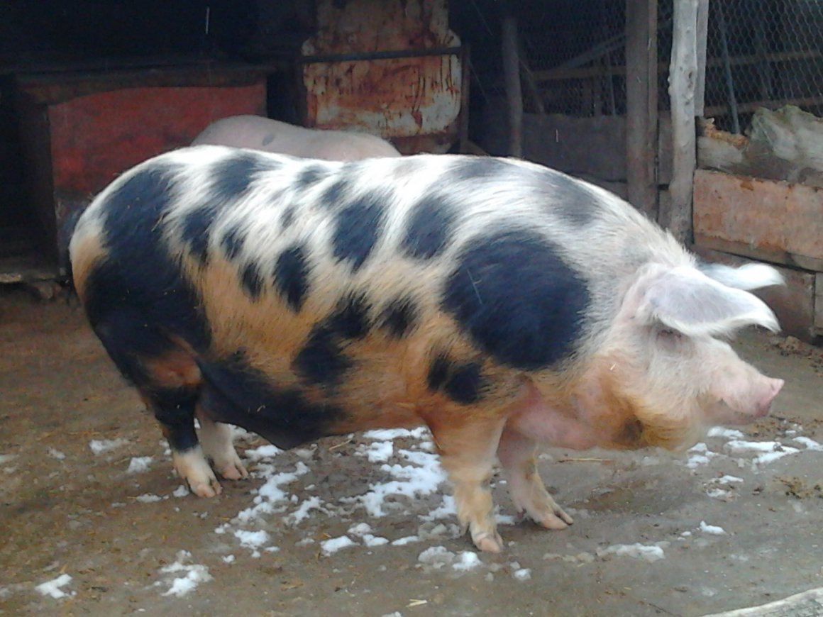 Порода поросят Эстонская беконная