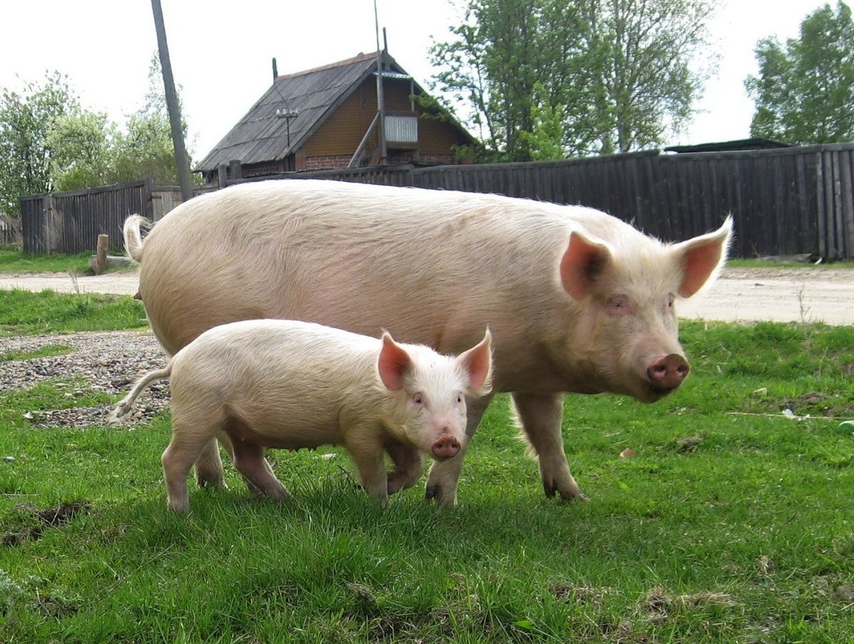 Богатая свинья