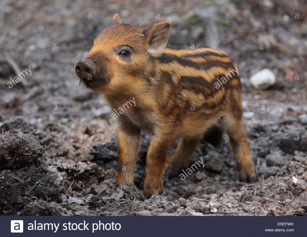 Кабанята полосатые