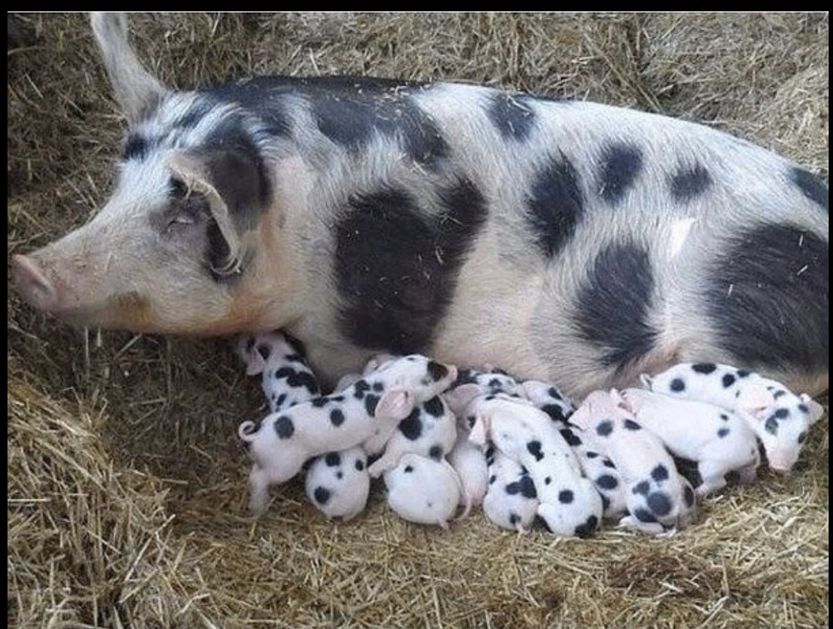 Лакомб порода свиней