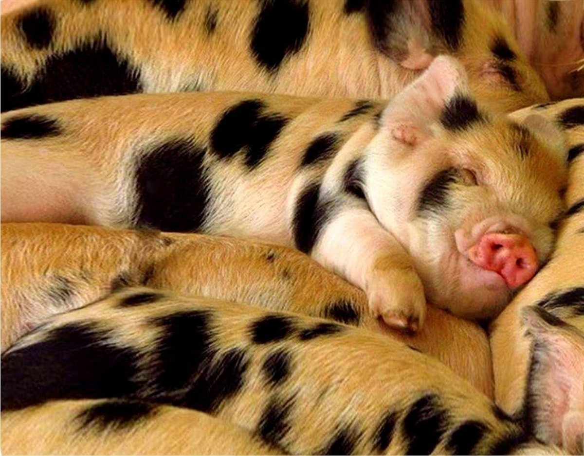 Полосатые хрюшки