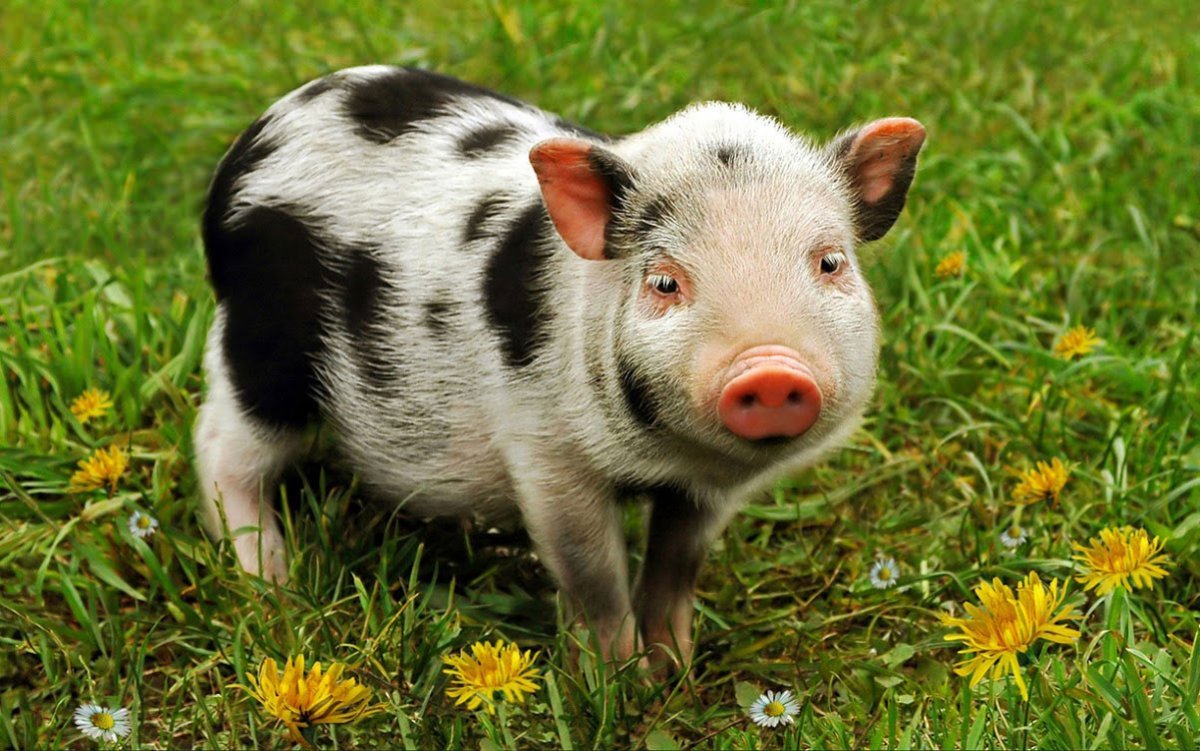Мини Пиг пятнистый