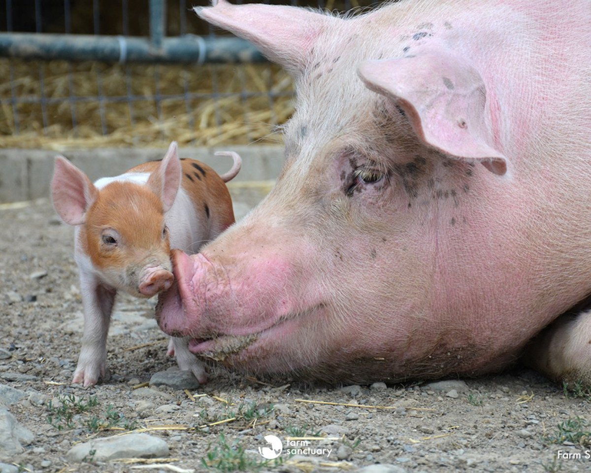 Поросенок с мамой