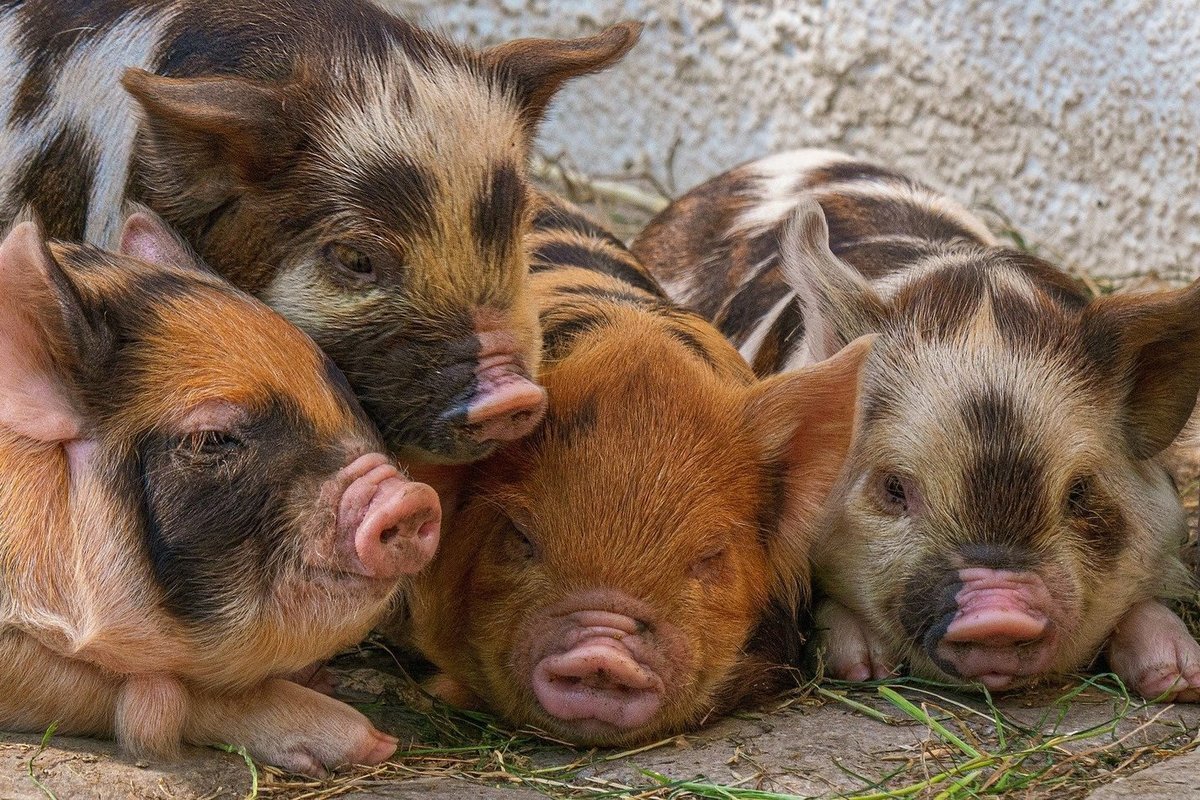 Пятнистые поросята