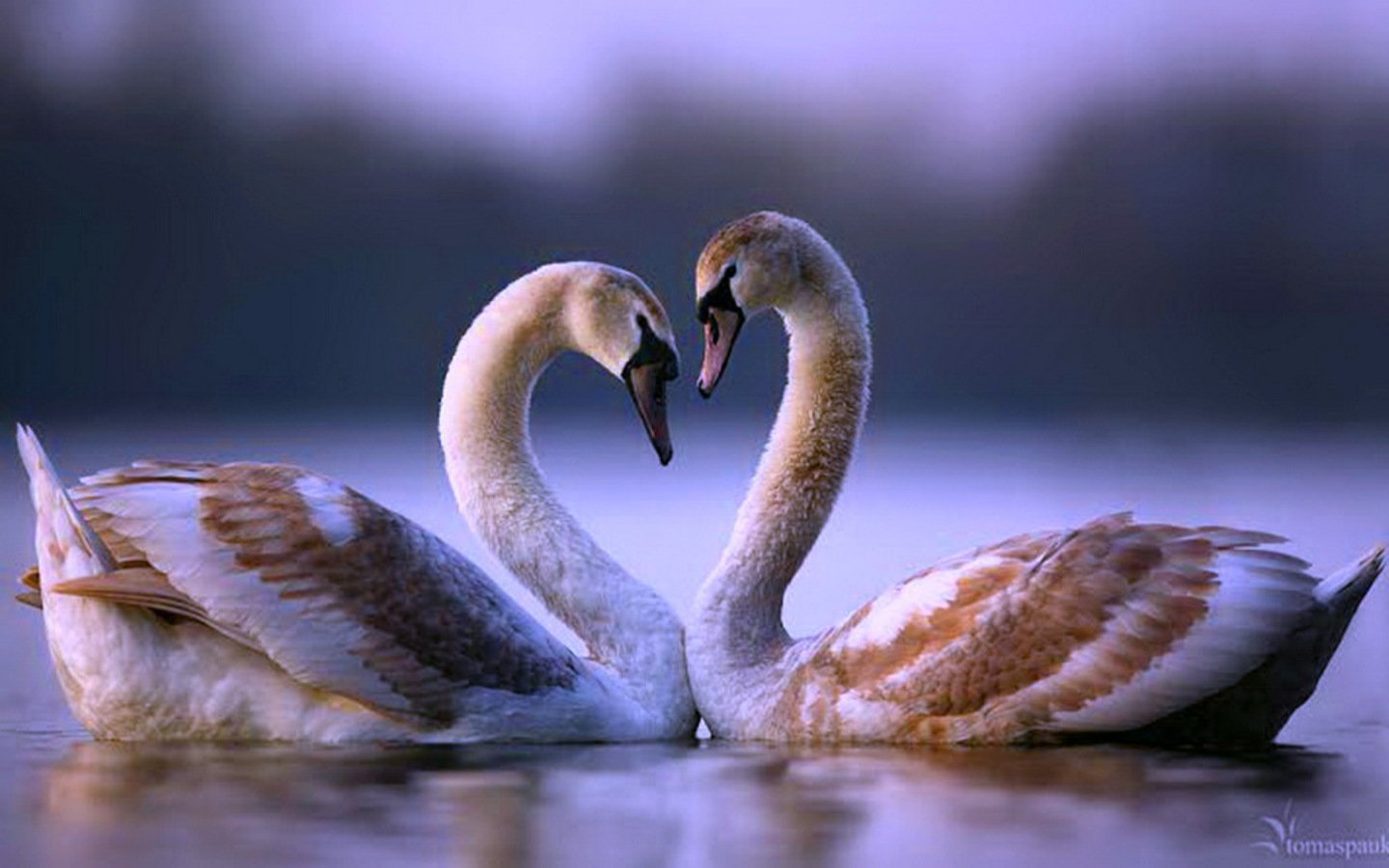 Любовь лебедей видео. Любовь и лебеди. Влюбленные лебеди. Красивые лебеди. Два лебедя.