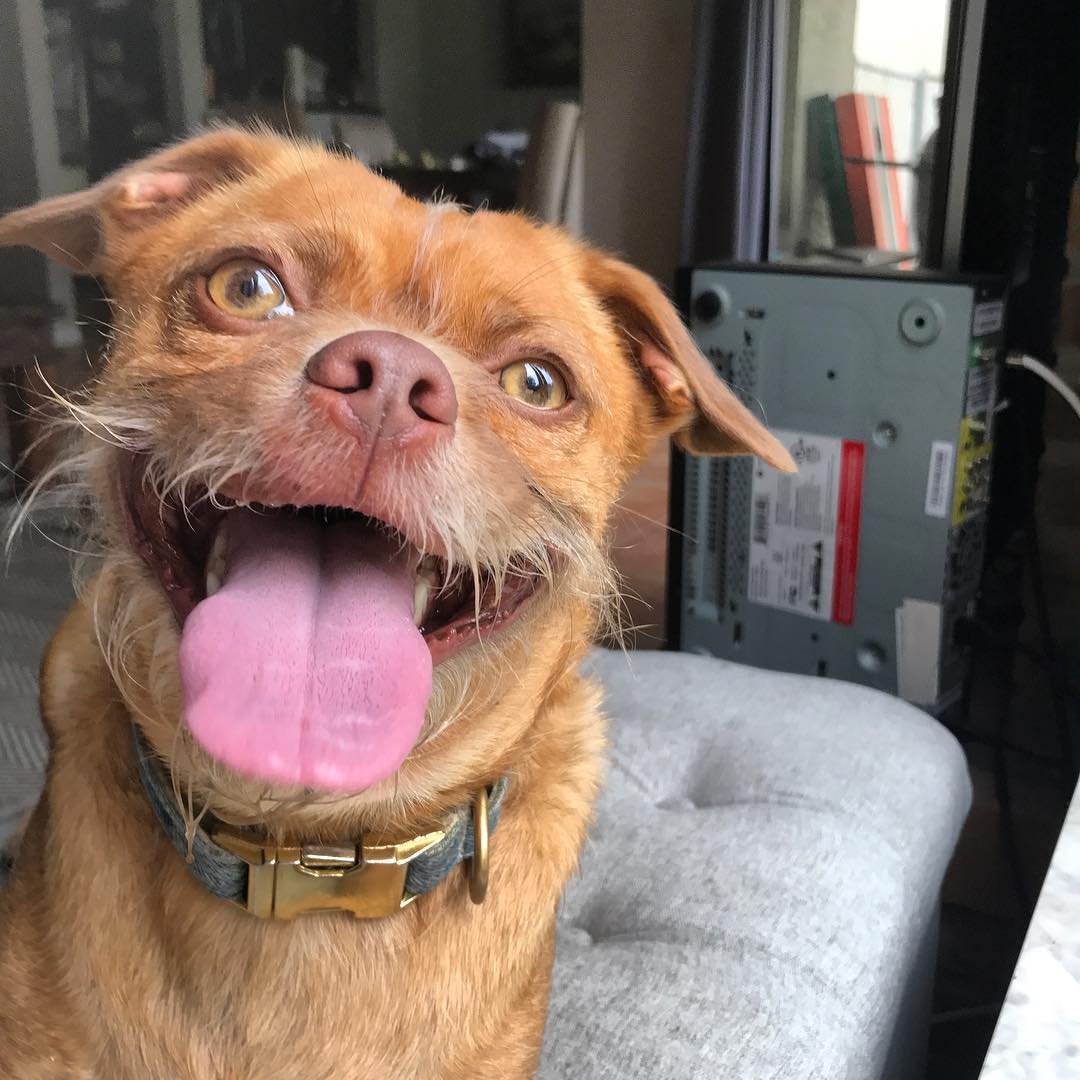 Дебильная собачка