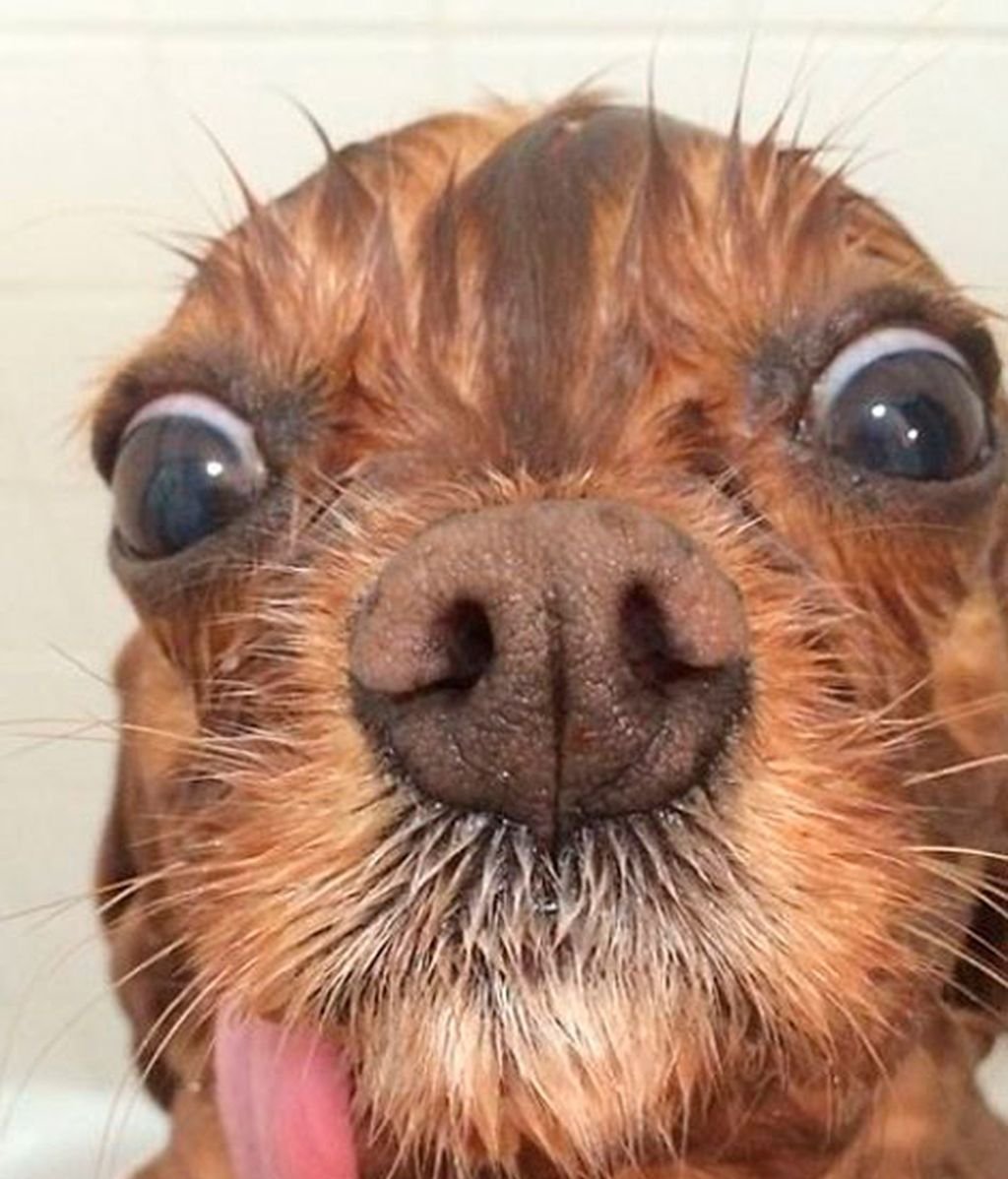 Собака с вываленным языком