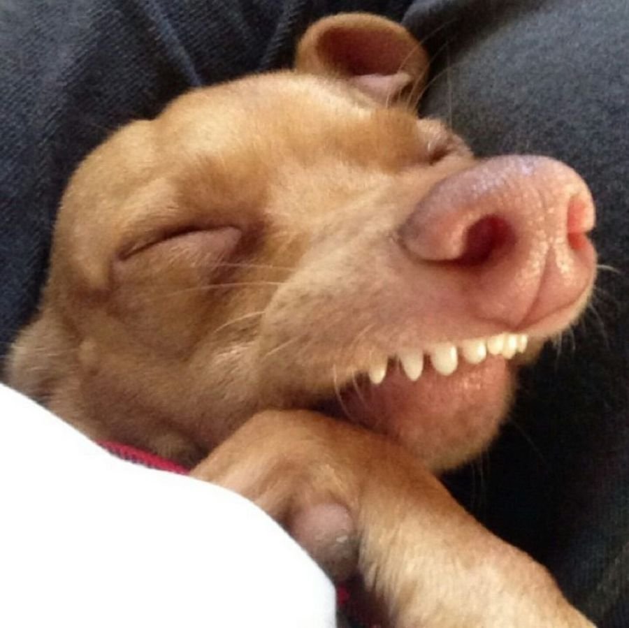 Смешная собака с языком