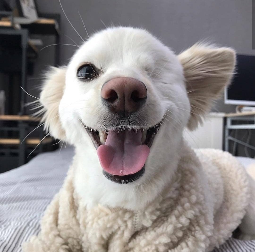 Веселая собака