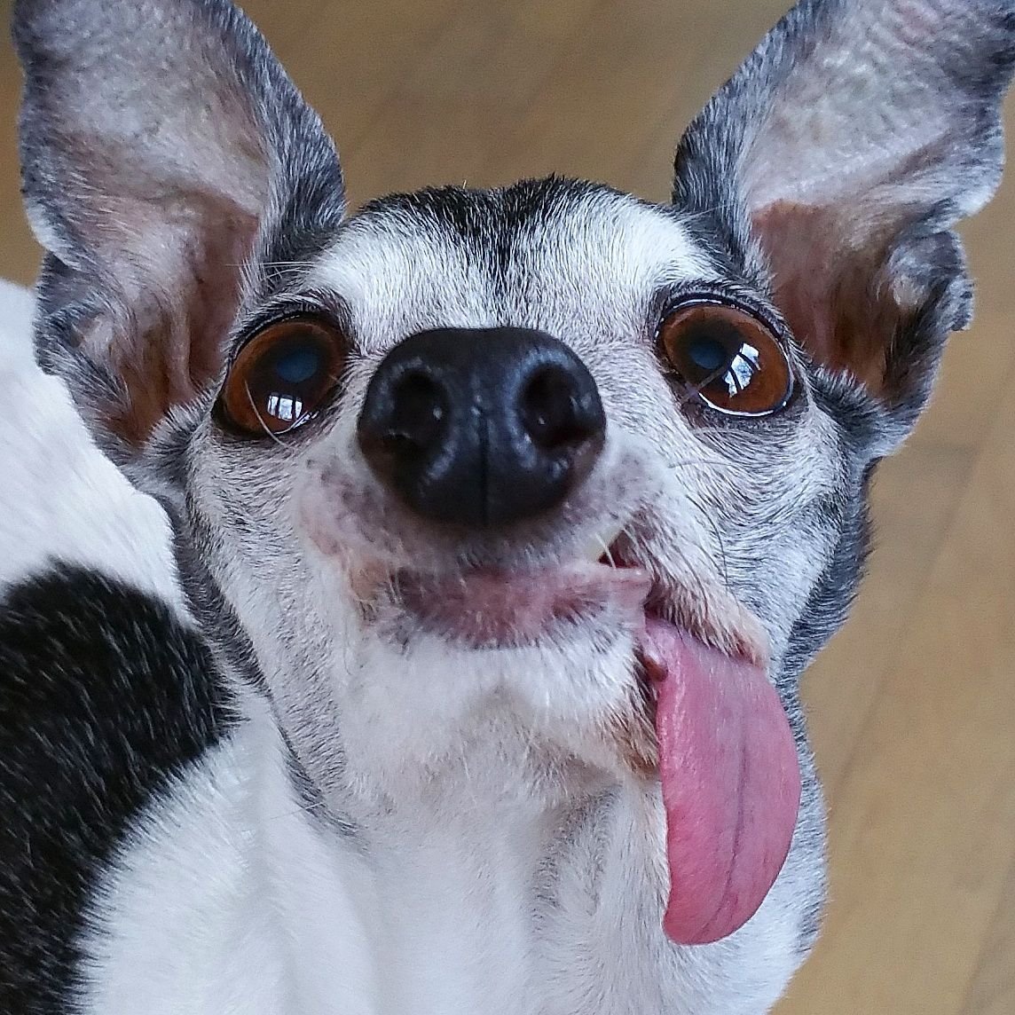 Заппа собака