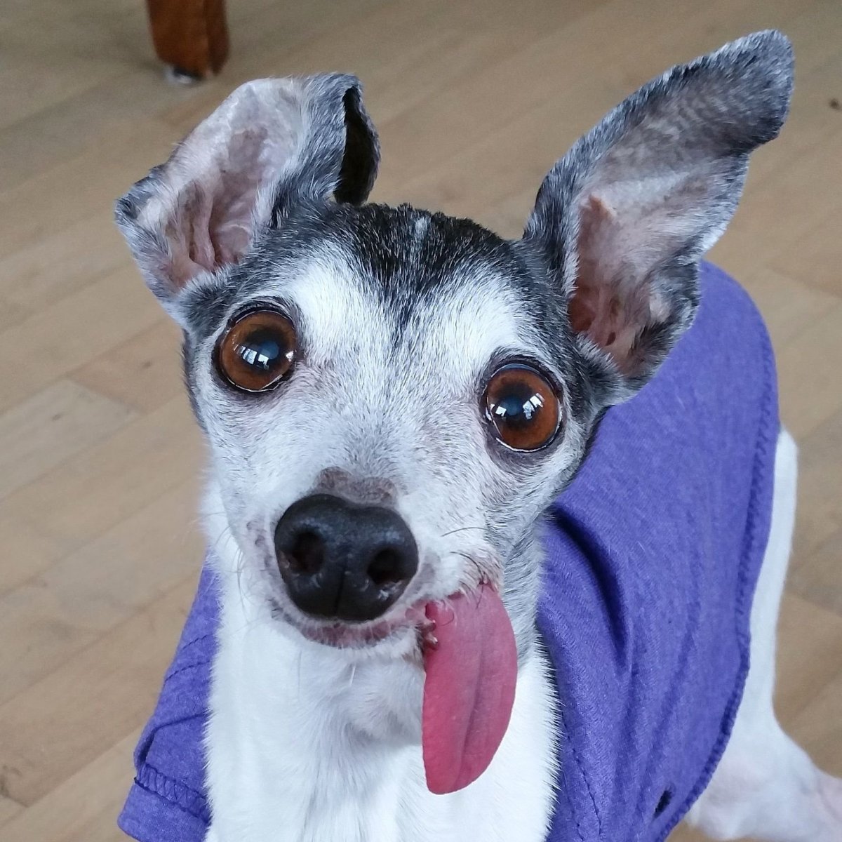 Собака с языком на бок