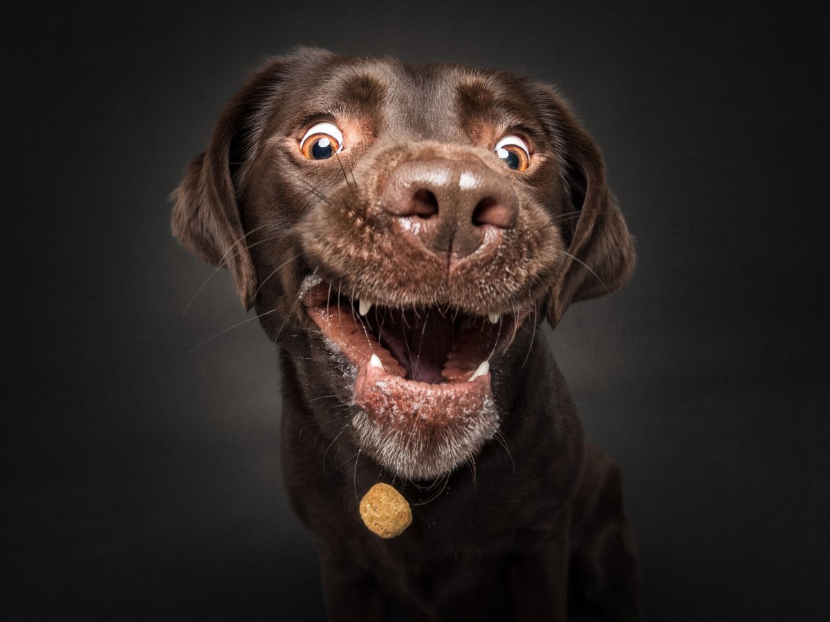 Фото собаки с высунутым языком