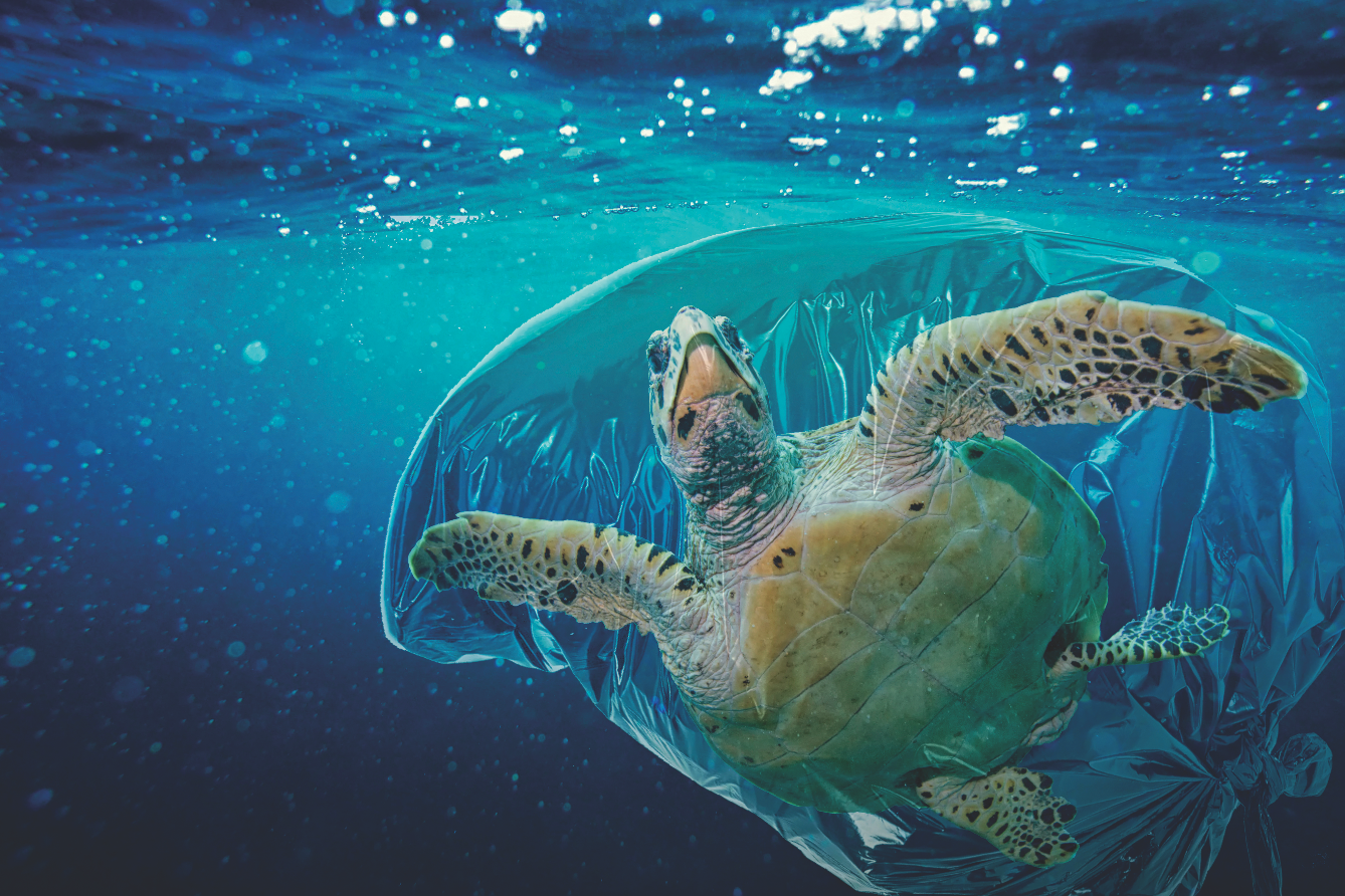 Угроза жизни животных. Морские животные. Черепаха в океане. Черепаха и пластик. Морские черепахи в мусоре.