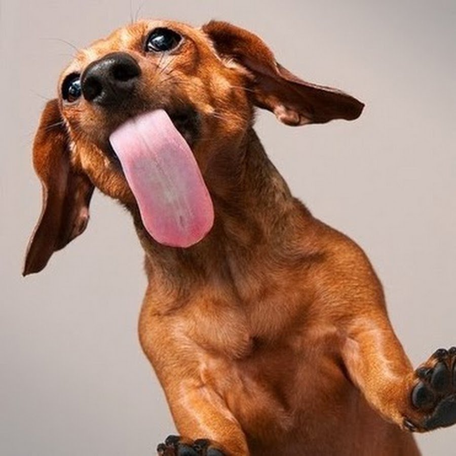 Собака улыбается