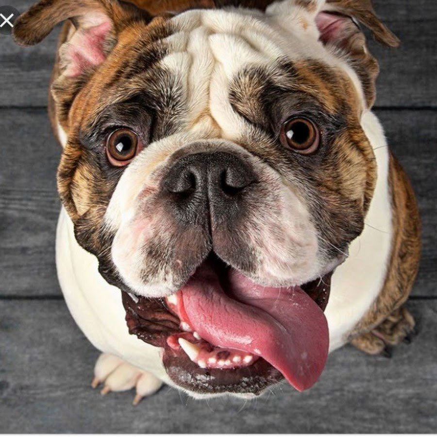 Собака облизывается