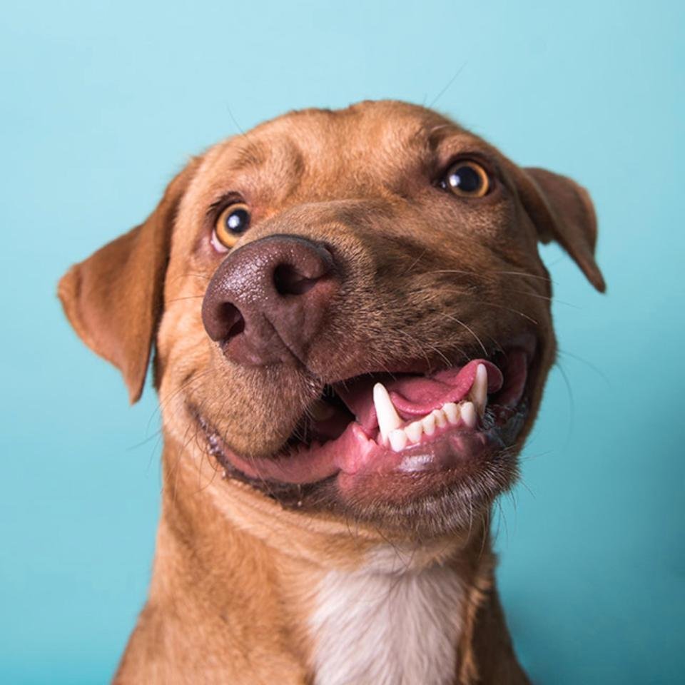 Собачья морда