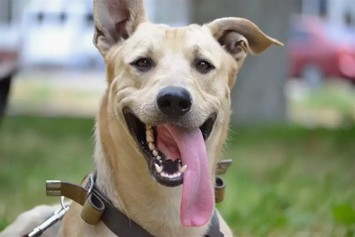 Хаски улыбается