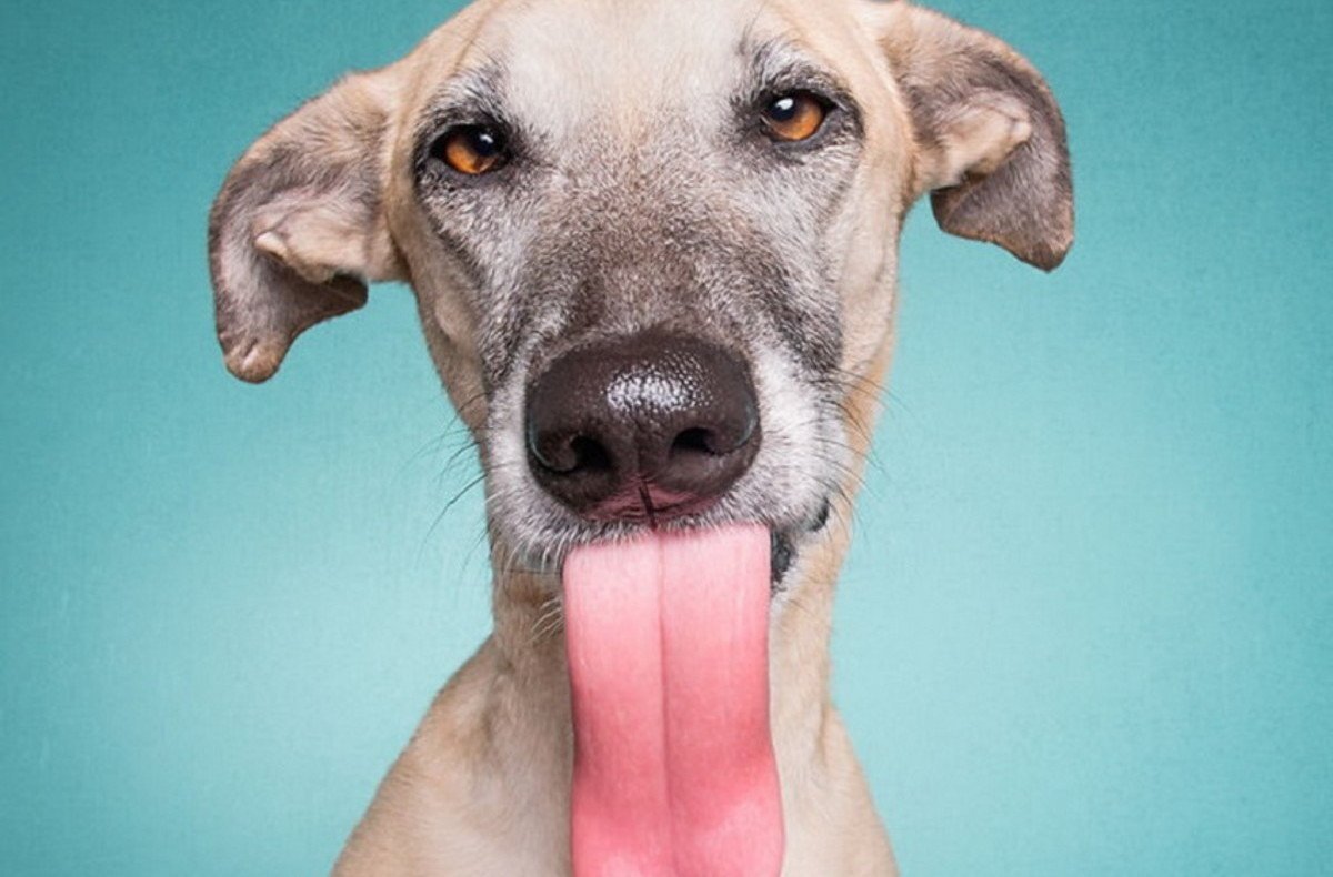 Эльке Фогельзанг собаки