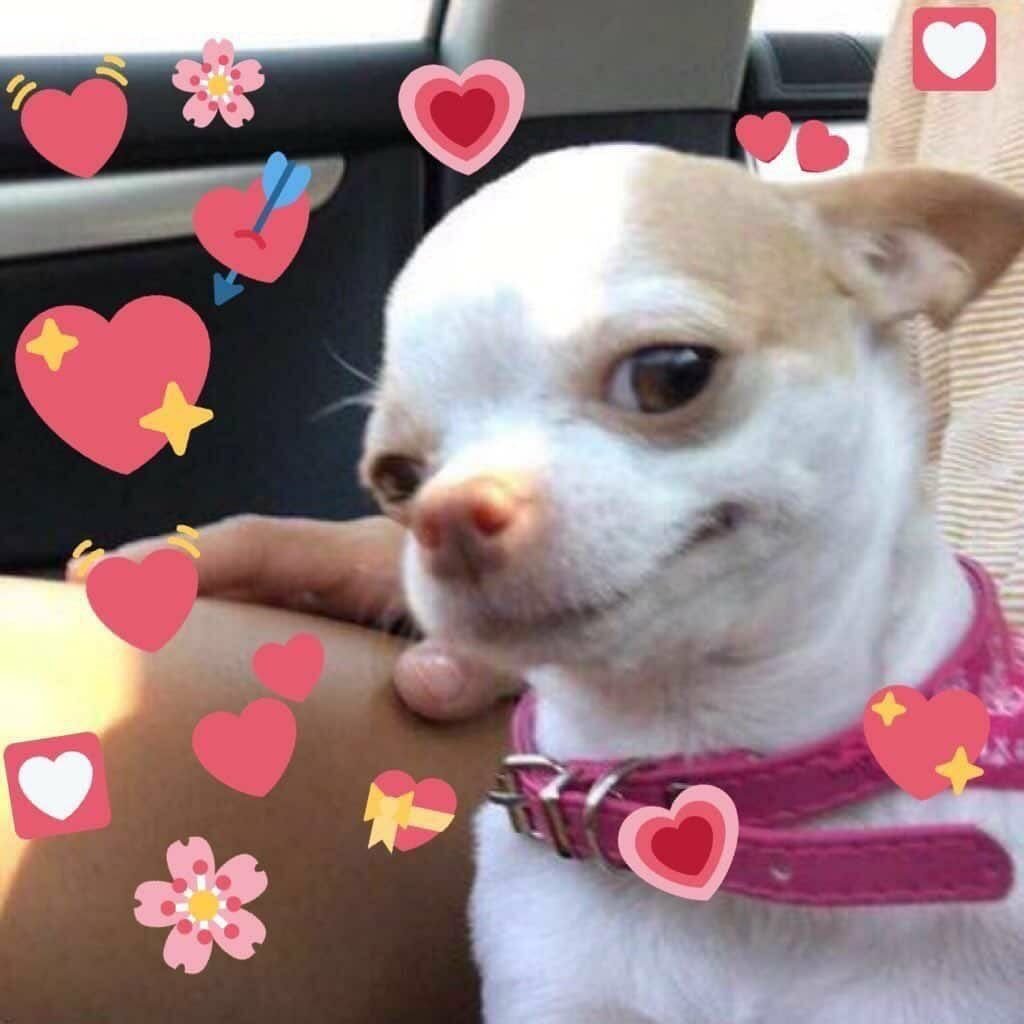 Овчарка улыбается