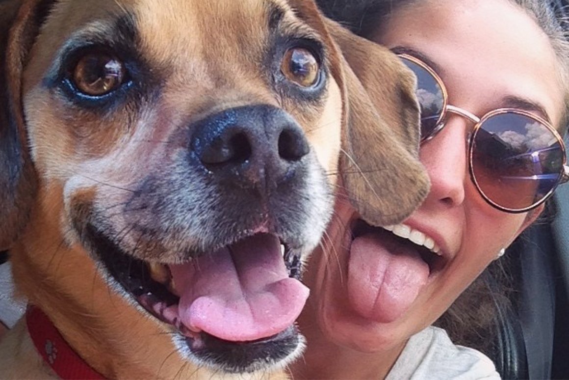 Смешные домашние животные