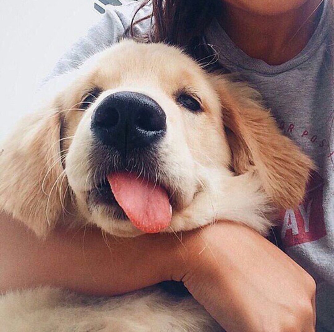 Собаки улыбаки страшные