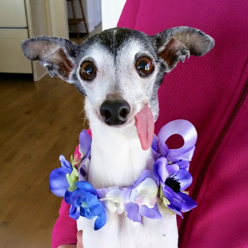 Левретка Заппа