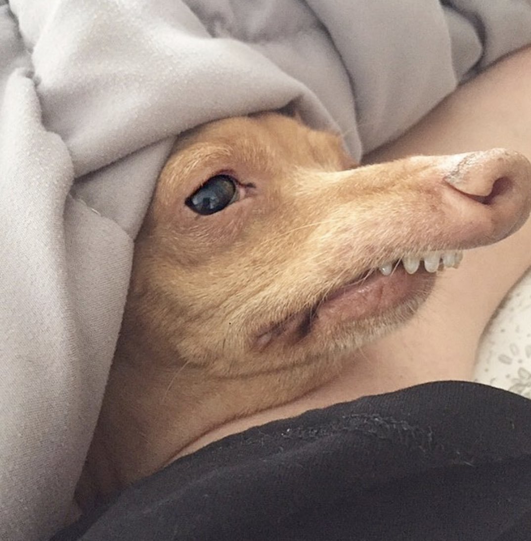 Собака с торчащим языком