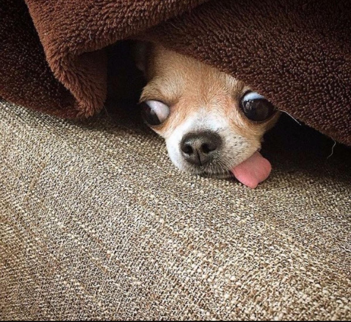 Чихуахуа шивава