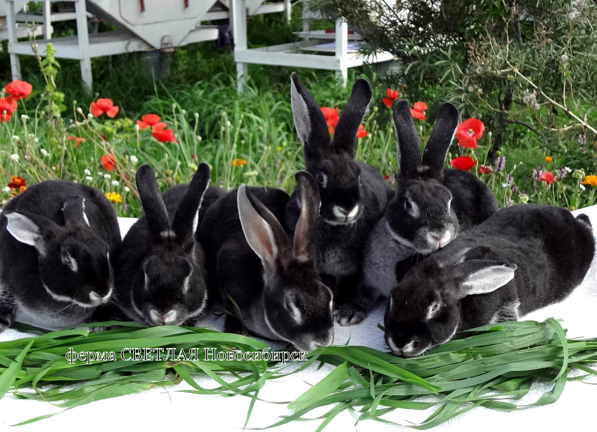фото черных кроликов