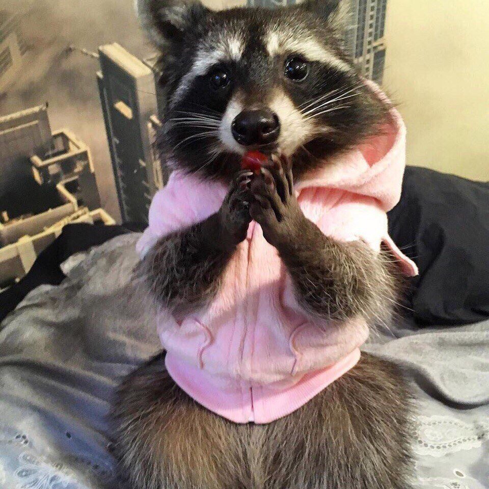 Шишкин лес енот Енотыч