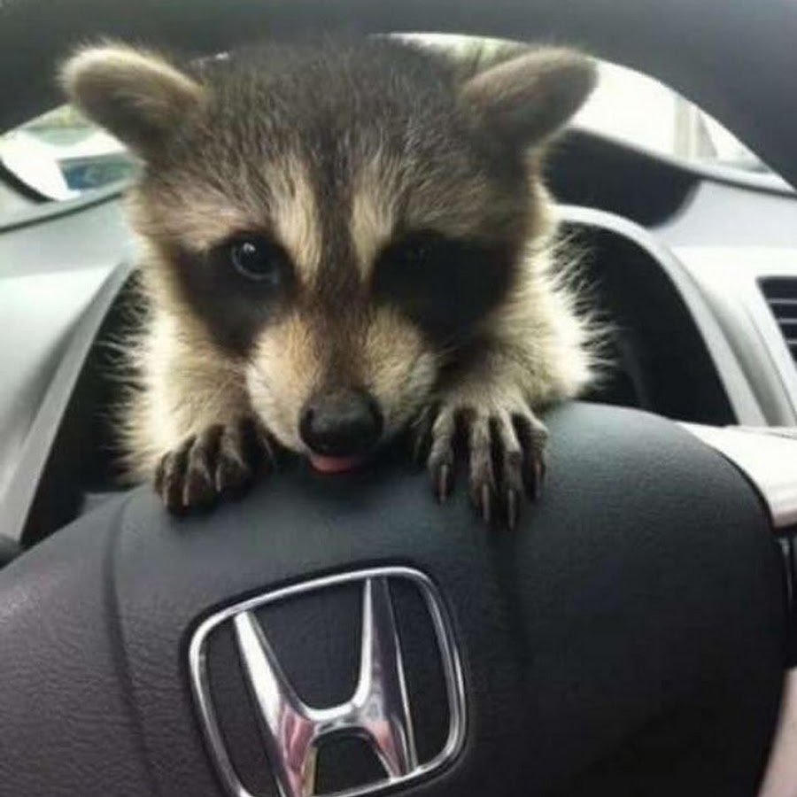 Енот полоскун бандит