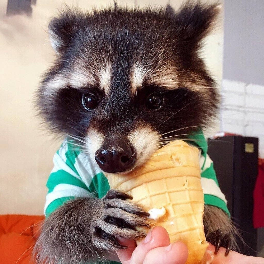 Енот полоскун милый