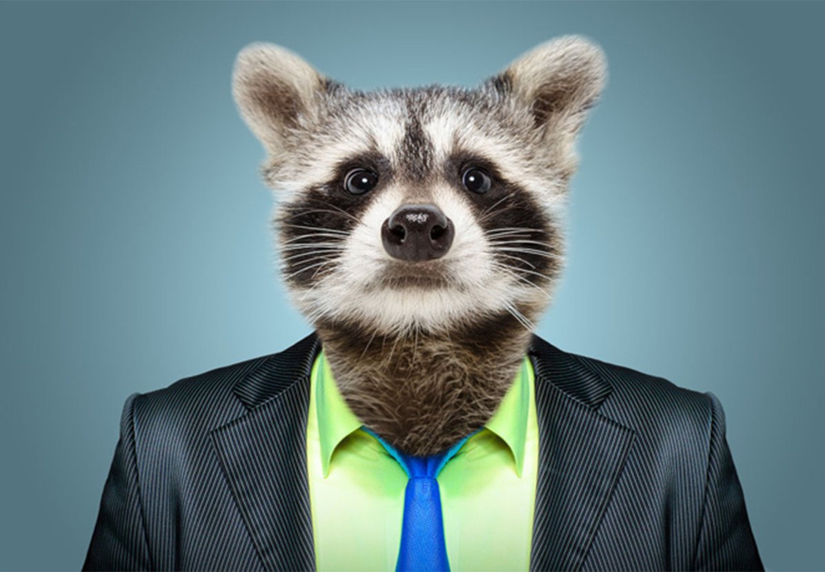 Енот в пиджаке