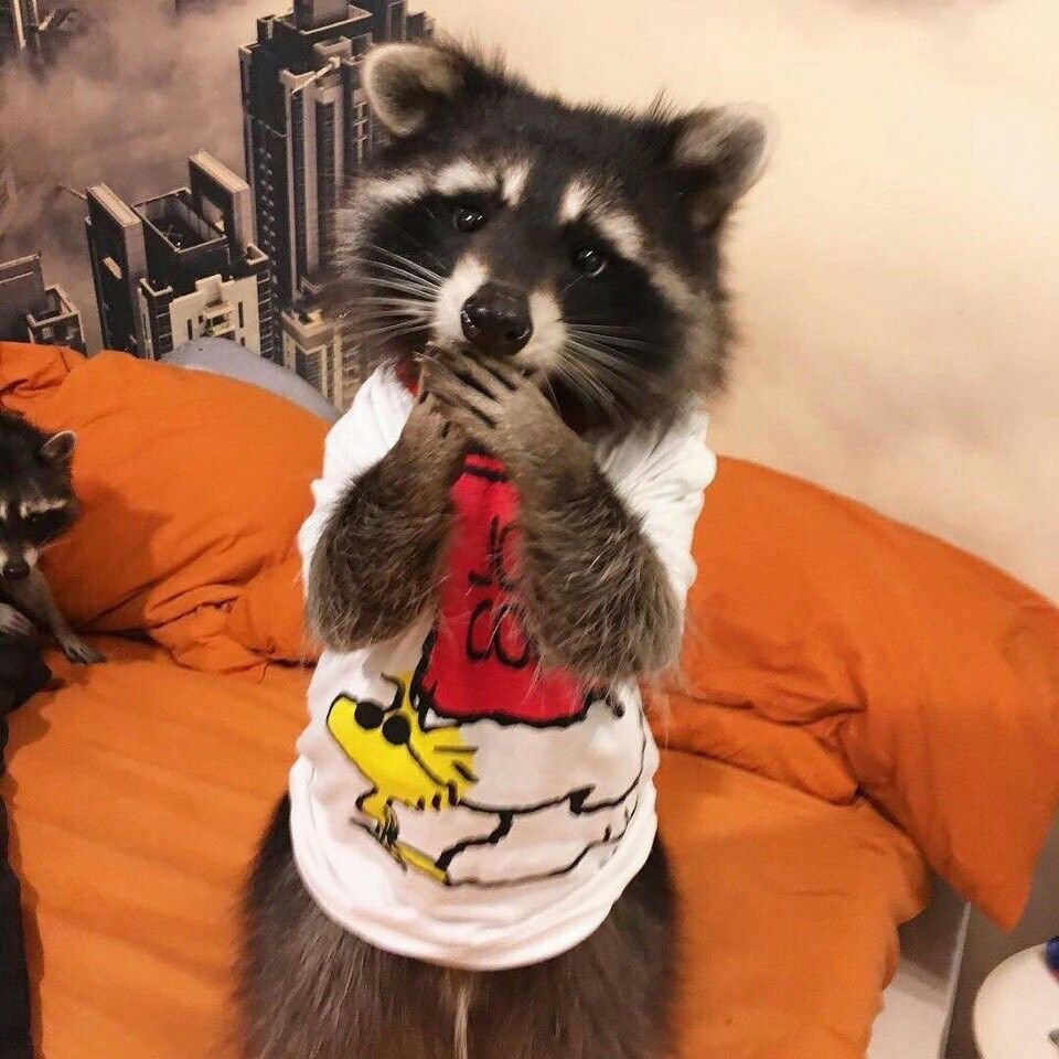 Енот в одежде