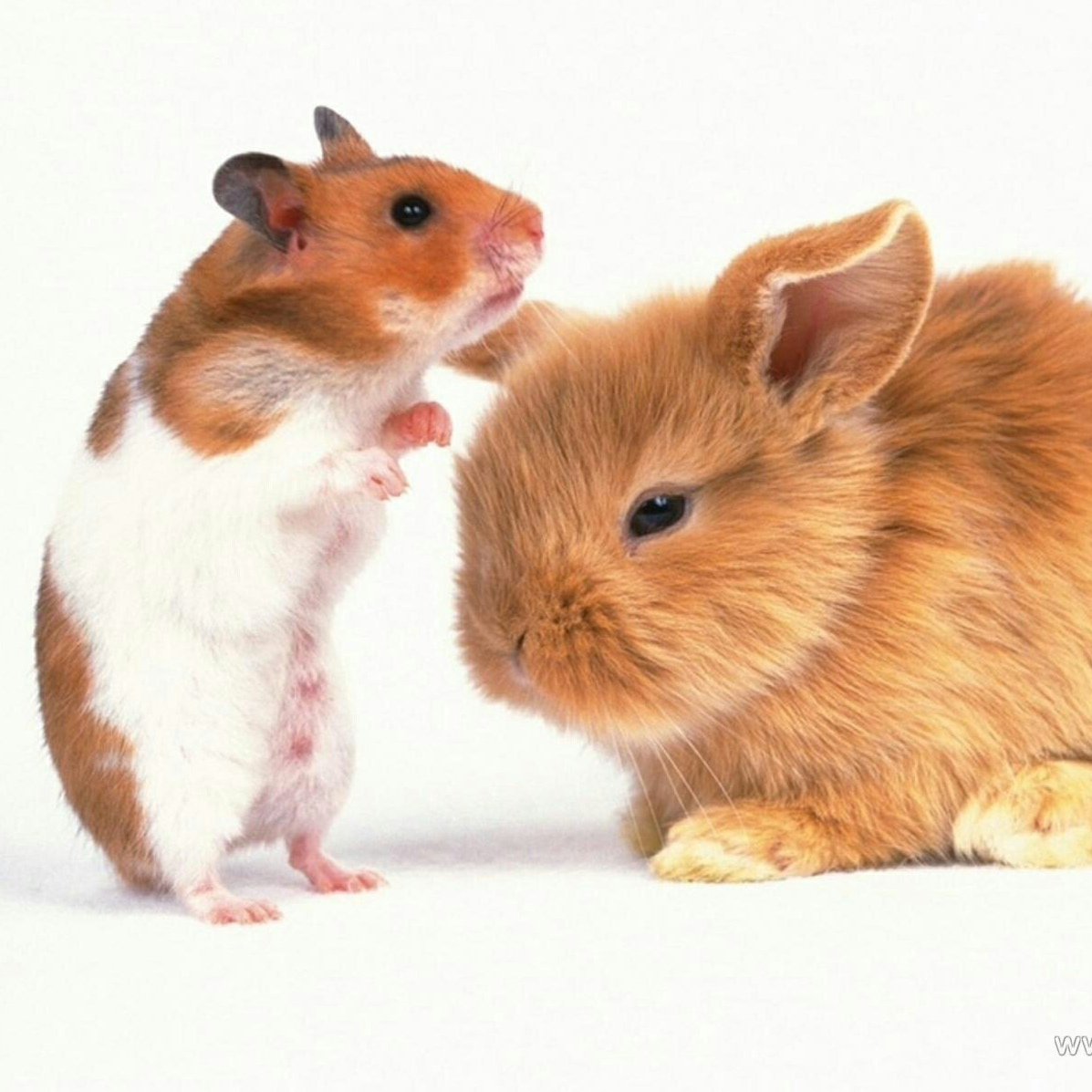 Кролик и хомяк