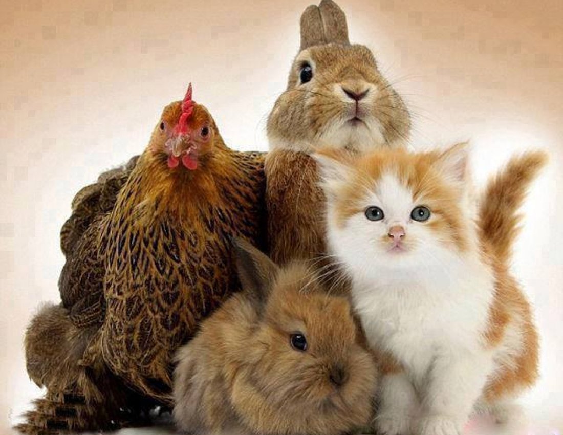 Кот и кролик