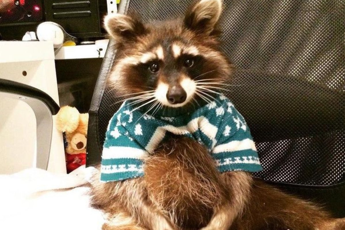 Доброе утро енот