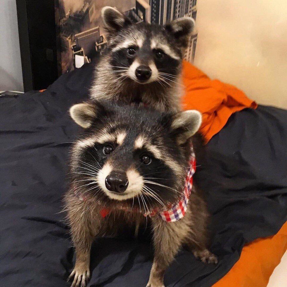 Енот полоскун милый