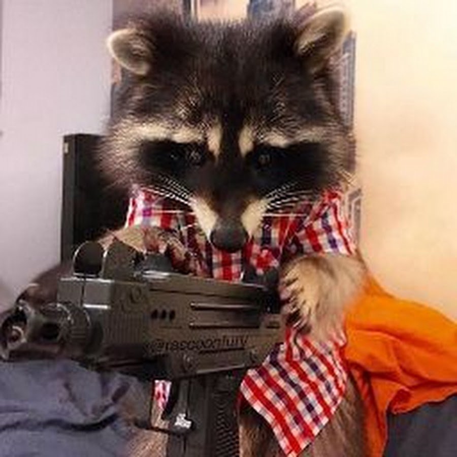 Крутой енот