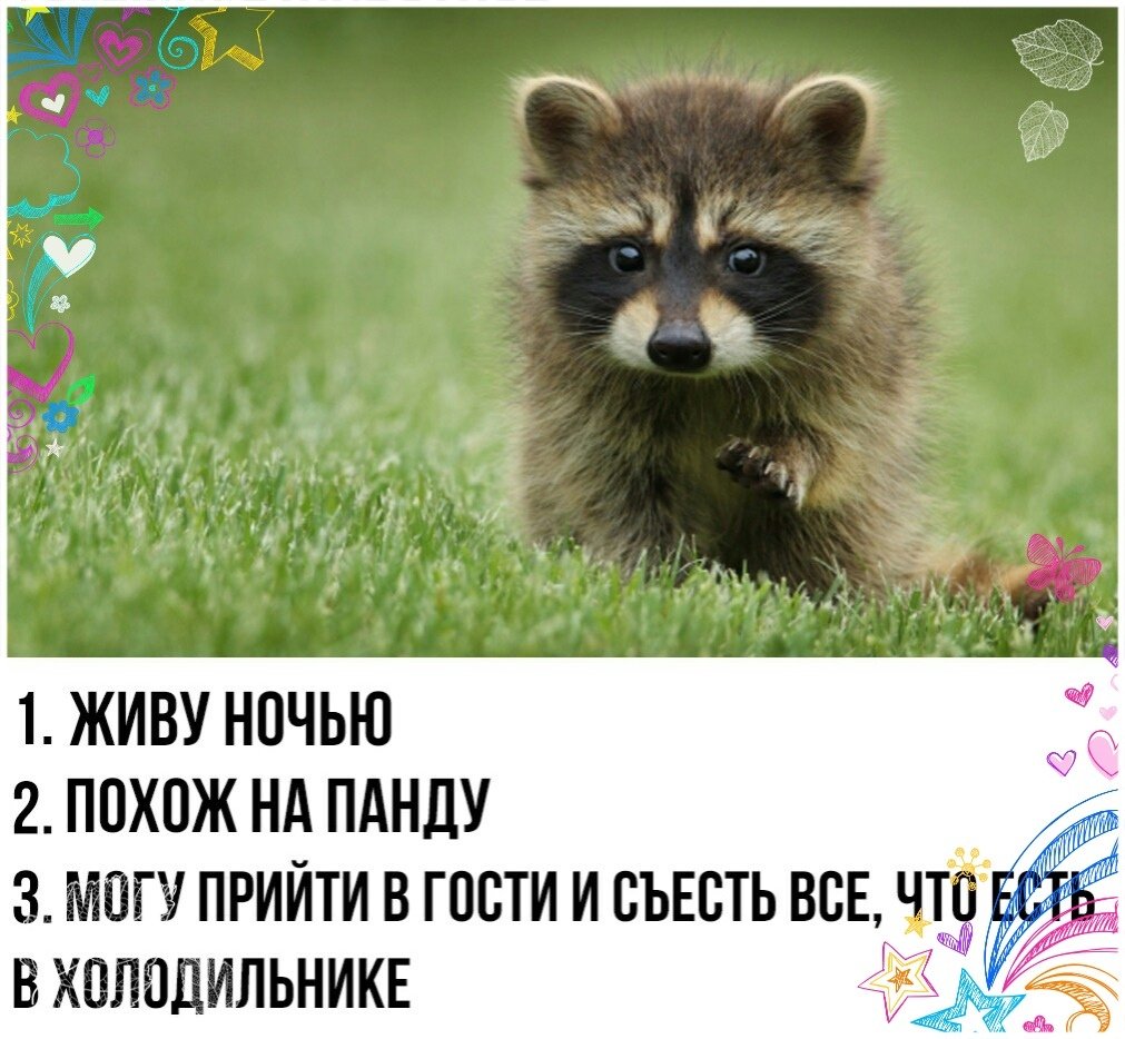 Мемы с енотами